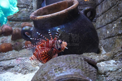 水族馆,蓑鲉,自然美,生物学,深的,濒危物种,海洋生命,热带气候,环境,野生动物