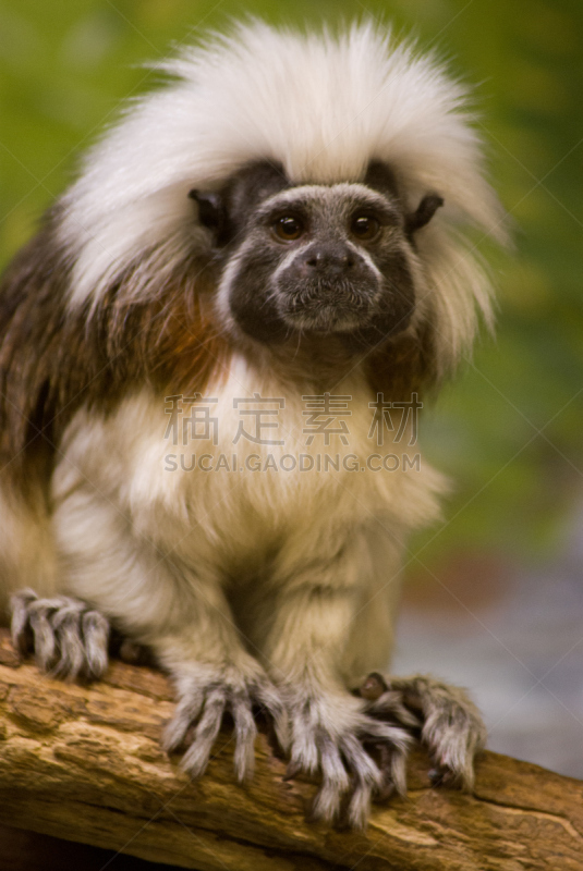 绢毛猴,布鲁克菲尔德动物园,cotton-top tamarin,庞恰特雷恩湖,垂直画幅,美,褐色,猴子,动物身体部位,户外