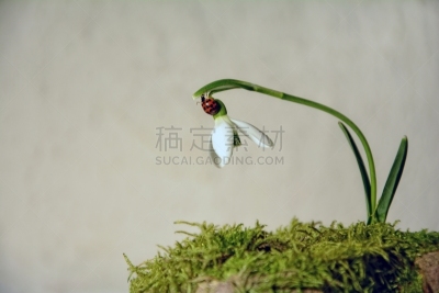 雪花莲,瓢虫,明亮,背景,留白,水平画幅,无人,苔藓,动物身体部位,白色