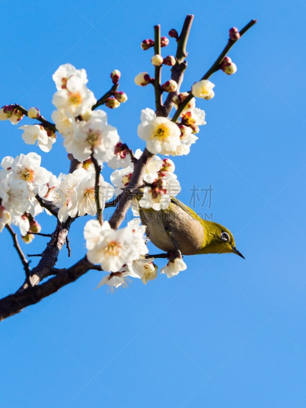 Camera:OLYMPUS OM-D E-M1 MKⅡ Degitぁl Camera 
Lens : M.ZUIKO Digital 40-150 F2.8 
When : 27/Feb./2017
Where : Osaka