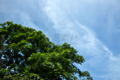 青城山,成都,四川省,水稻梯田,梯田,稻田,留白,水平画幅,无人,户外
