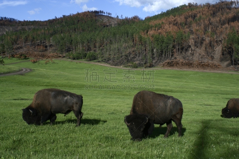 美洲野牛,一只动物,野生动物,哺乳纲,草,动物,卡司特州立公园,兽群,黑山,夏天