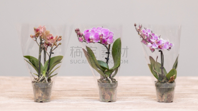 蝴蝶兰,三只动物,小的,农业,花盆,热带气候,仙人掌,蛾,盆景