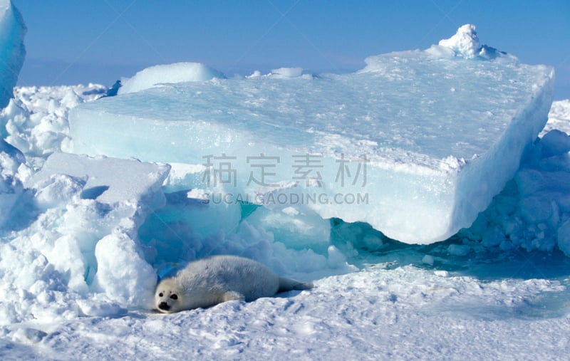 格陵兰海豹,可爱的,寒冷,野生动物,雪,加拿大,哺乳纲,魁北克,动物,冰