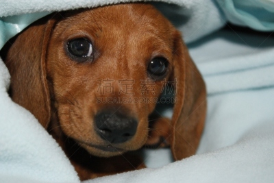 迷你腊肠犬,纯种犬,肖像,玩具,英国,狗,猫科动物,小的,动物,腊肠犬