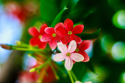 仅一朵花,会安,岘港省,天空,水平画幅,郁金香,无人,夏天,户外,草