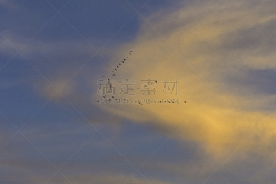 雪雁,州立野生动物保护区,雁属,小木屋,灰色,野生动物,云,加利福尼亚,动物群,户外