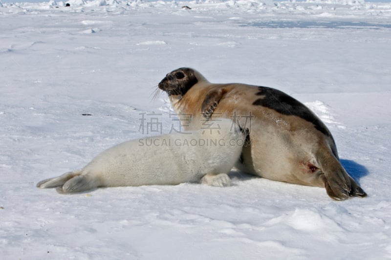 格陵兰海豹,可爱的,寒冷,野生动物,雪,加拿大,哺乳纲,魁北克,动物,冰