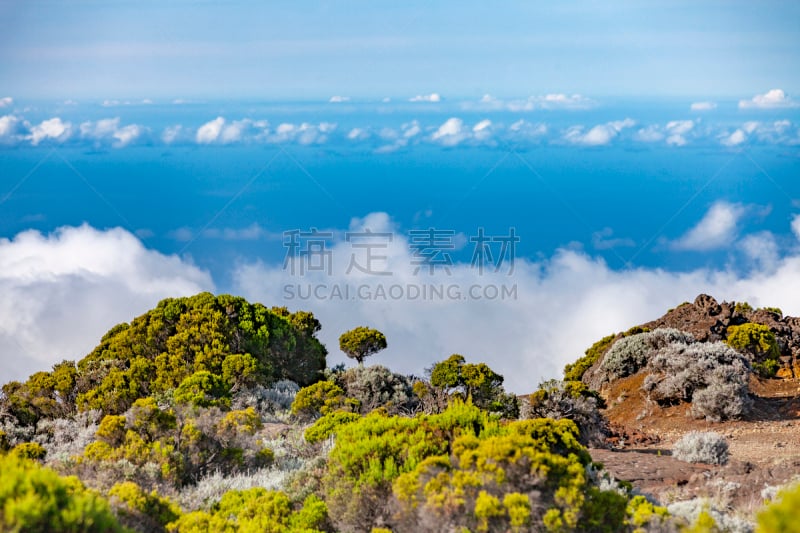 雨林,留尼汪（法属）,鸡尾酒,法国,热带气候,云,印度洋,植物,河流,热带树