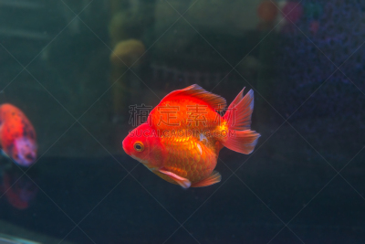 金鱼,兰寿金鱼,背鳍,玻璃鱼缸,宠物商店,热带淡水鱼,鱼缸,古怪的,大群动物,热带鱼