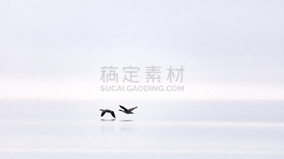 加拿大黑雁,雾,低的,两只动物,在活动中,野生动物,环境,云,翅膀,动物群
