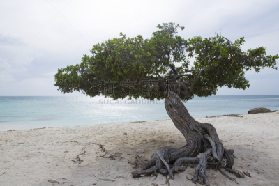 阿鲁巴,海滩,Divi Divi Tree,鹰,纯净,热带气候,灰色,云,海浪,海岸线