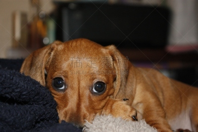 迷你腊肠犬,纯种犬,肖像,玩具,英国,狗,猫科动物,小的,动物,腊肠犬