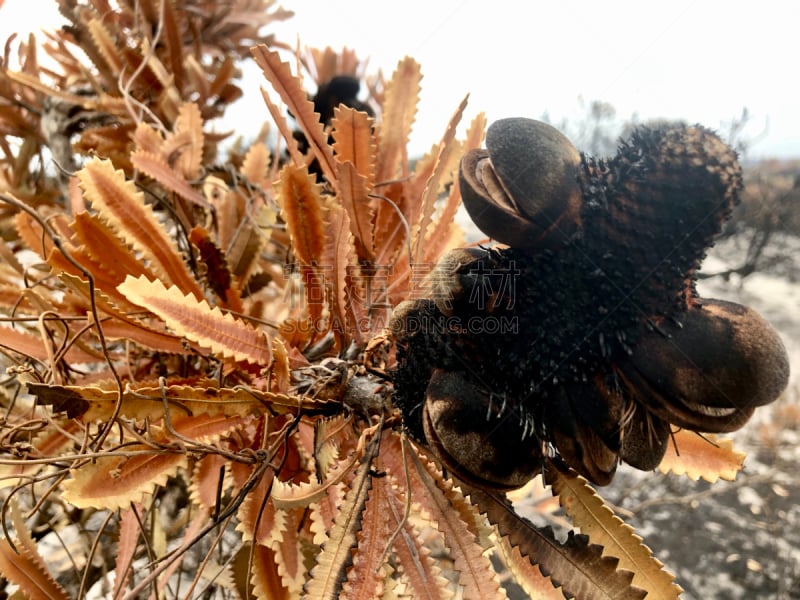 拨克西木属,2019,灌木丛火灾,豆荚,新南威尔士,环境损害,老人山龙眼,西斯叶山龙眼,环境,开着的