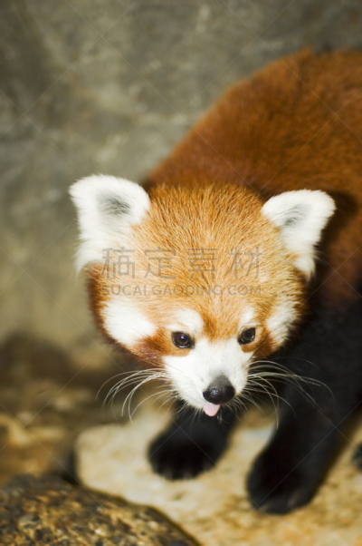 小熊猫,契柯,熊猫,垂直画幅,慈善救济,小的,无人,色彩鲜艳,野外动物,明亮