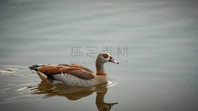 池塘,埃及雁,白昼,晴朗,自由,野生动物,环境,环境保护,动物腿,翅膀