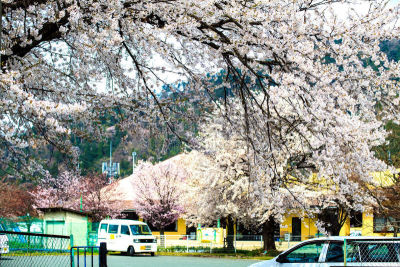 季节,日本,樱之花,九份,茶馆,里山,水平画幅,山,夜晚,雪