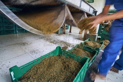 工业,工厂,茶树,农业,部分,塑胶,技术,堆,农场,食品加工厂