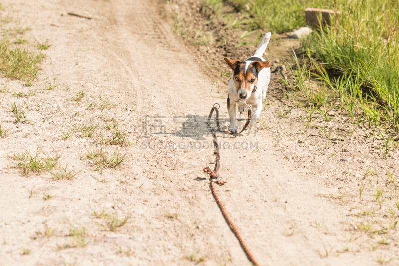 杰克拉瑟短腿犬,哈巴狗,留白,水平画幅,套色版,梗犬,交通,户外,培训课,知识