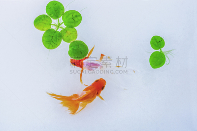 金鱼,水,美,水平画幅,高视角,无人,水下,纯净,奶油色的背景,动物鳍