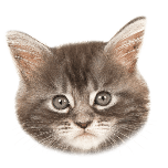宠物猫咪脑袋可爱动态贴纸