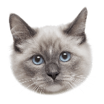 宠物猫咪脑袋可爱动态贴纸