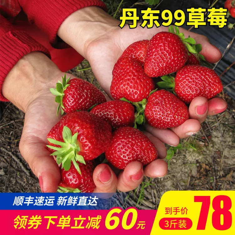 实景食品生鲜水果草莓直通车主图预览效果