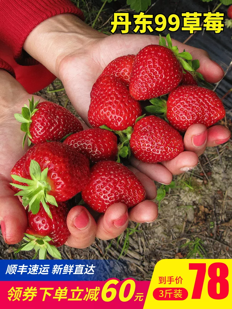 实景食品生鲜水果草莓直通车主图